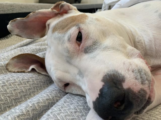 The biggest baby (Bentley)